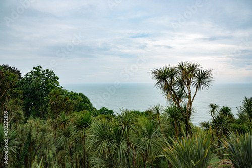 view of the sea through the thickets in the botanical garden, on a cloudy day with clouds in the sky.