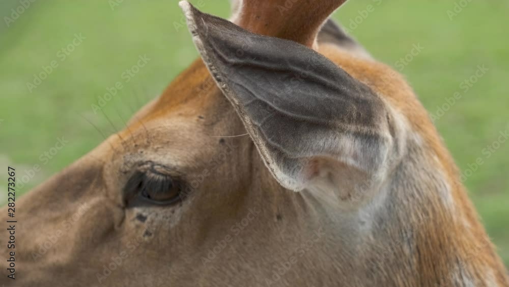 Spotted Deer in Nature. Deer head close up. Spotted Deer in Nature. Deer head close up.