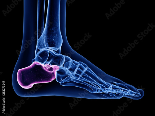 3d rendered medically accurate illustration of the calcaneus bone
