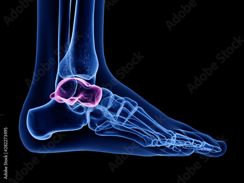 3d rendered medically accurate illustration of the talus bone