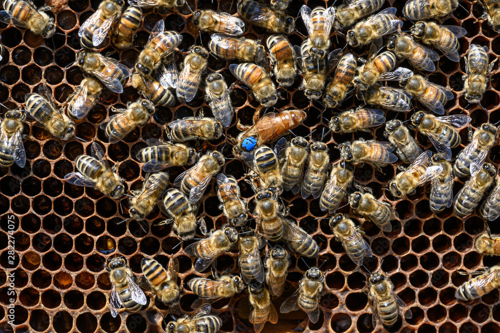 blue mark queen Bee working Honey bees beehive Wax Frame beekeeping blue mark queen Bee working Honey bees beehive Wax Frame beekeeping