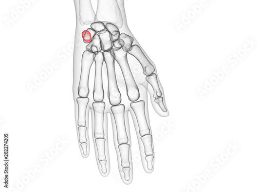 3d rendered medically accurate illustration of the pisiform bone photo