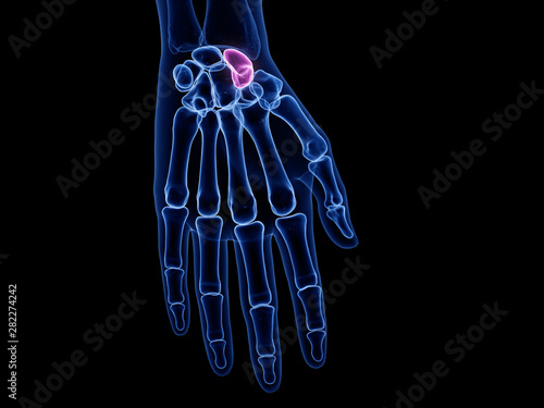 3d rendered medically accurate illustration of the scaphoid bone