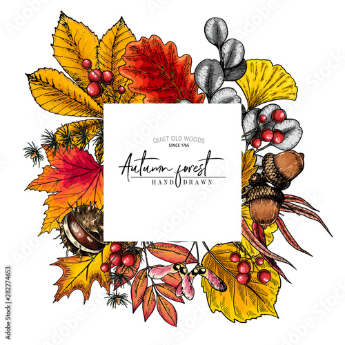 Hand drawn autumn leaf. Vector colorful tree leaves. Fall forest folliage. Maple, oak, chestnut, birch, acorn, ginkgo biloba, eucalyptus, willow, guelder rose, pine. Poster design, holiday decoration.