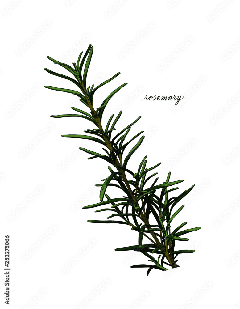 Fototapeta premium rosemary vector illustration