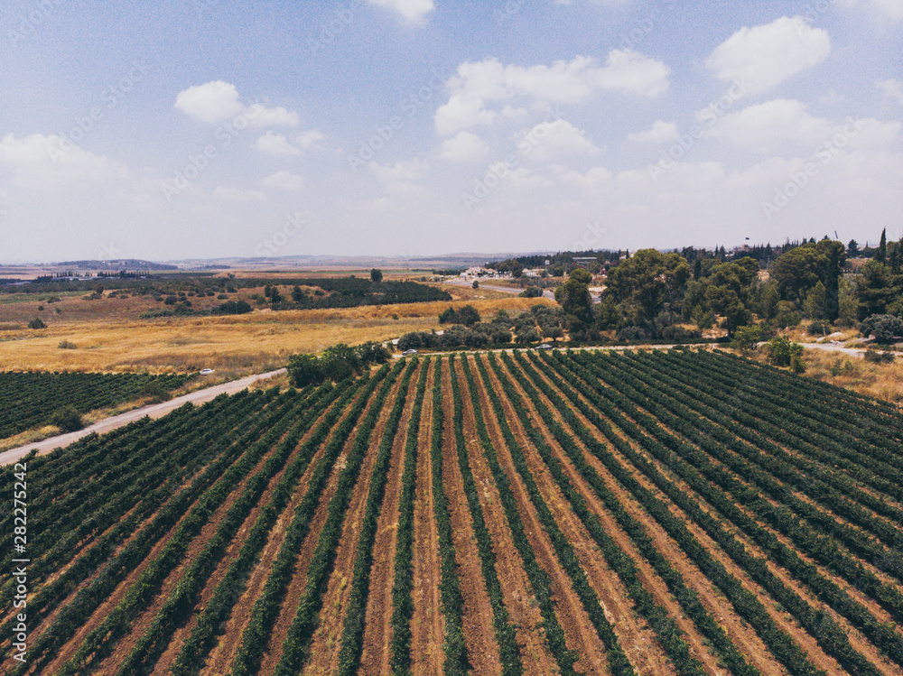 Vineyarn Field