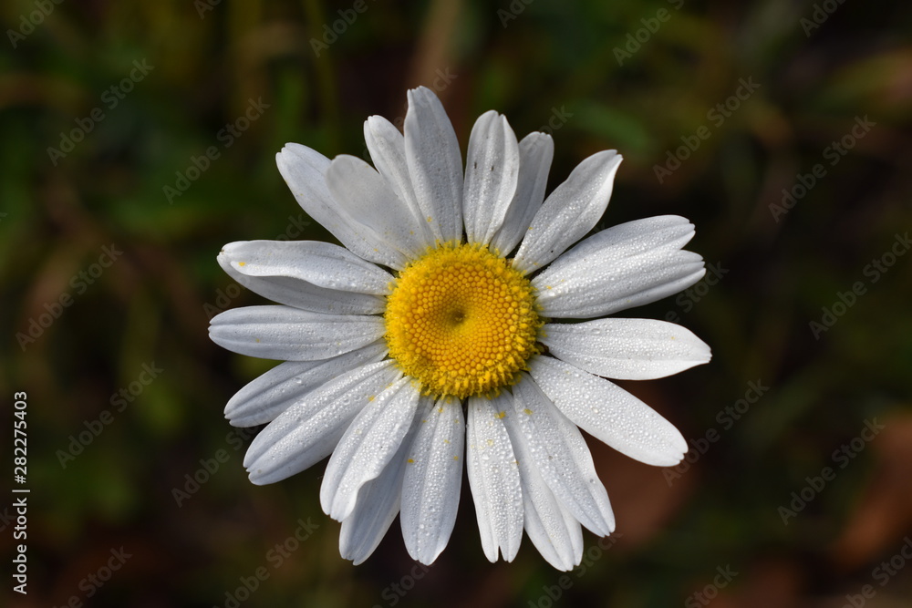 Fototapeta premium daisy in the grass