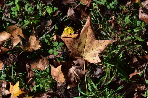 autumn leaves on the ground © Gerson
