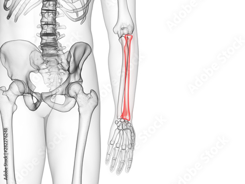 3d rendered medically accurate illustration of the radius bone