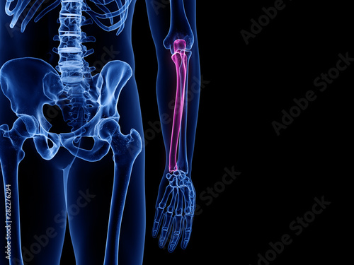 Photos 3d rendered medically accurate illustration of the ulna bone