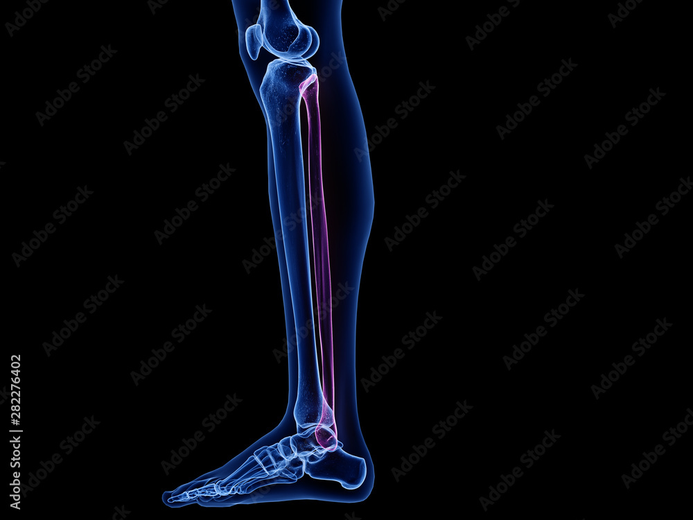3d rendered medically accurate illustration of the fibula bone 3d rendered medically accurate illustration of the fibula bone
