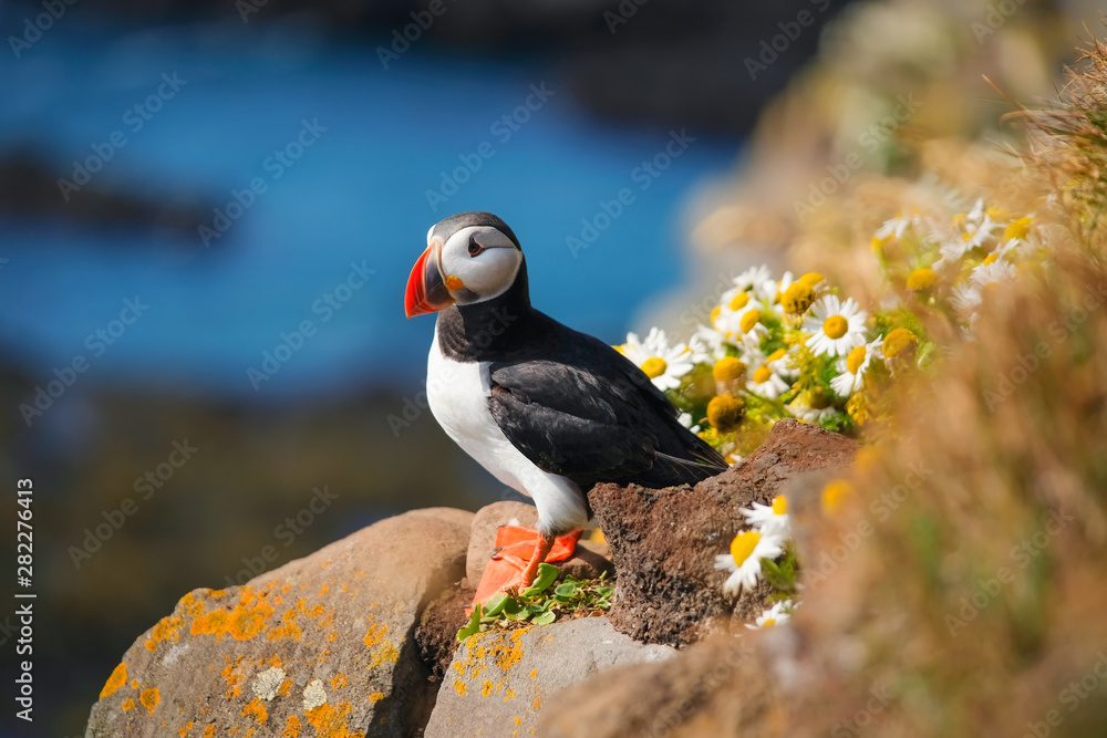 Puffin in Iceland. Seabirds on sheer cliffs. Birds on the Westfjord in  Iceland. Composition with wild animals. Bird - image Stock Photo | Adobe  Stock