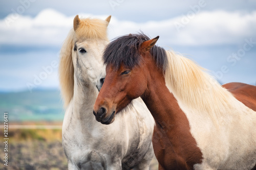 Horses in Iceland. Wild horses in a group. Horses on the Westfjord in Iceland. Composition with wild animals. Travel - image © biletskiyevgeniy.com