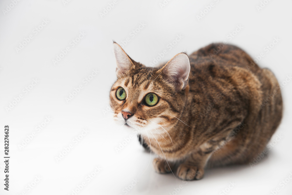 Close-up portrait of adult striped cat with green eyes on a white background isolated. Free space for text mockup Close-up portrait of adult striped cat with green eyes on a white background isolated. Free space for text mockup