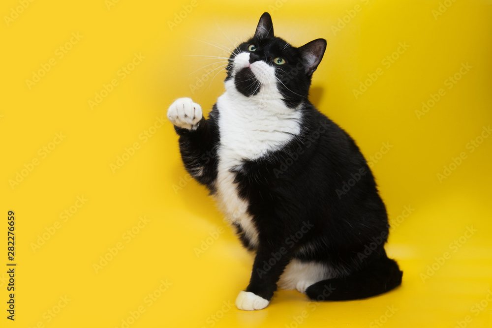Portrait of adult black and white cat with green eyes on a yellow background isolated. Free space for text mockup