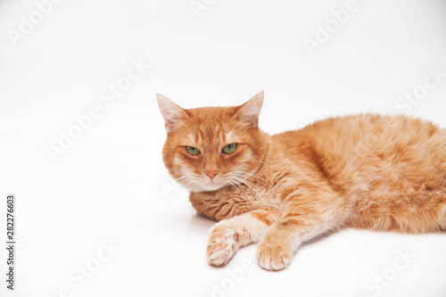 Close-up portrait of adult ginger cat with green eyes on a white background isolated. Free space for text mockup