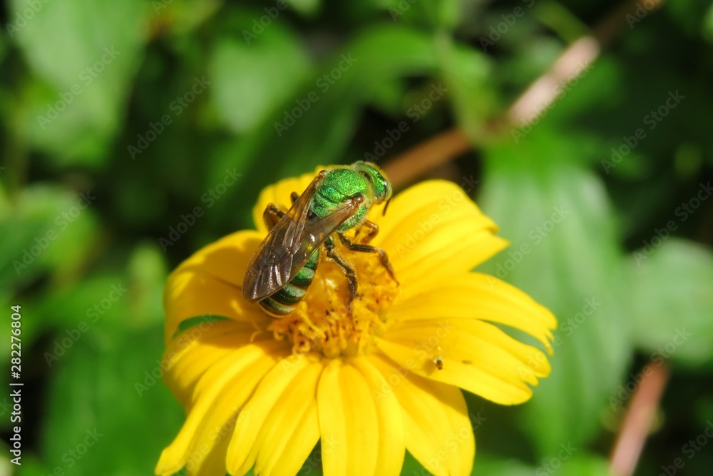 Tropical agapostemon green bee on yellow flower in Florida nature Tropical agapostemon green bee on yellow flower in Florida nature