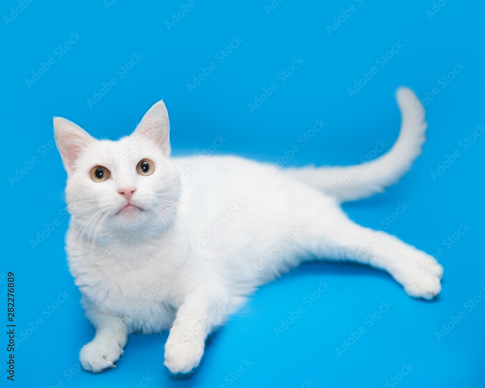 Portrait of adult white cat with yellow eyes on a blue background isolated. 
