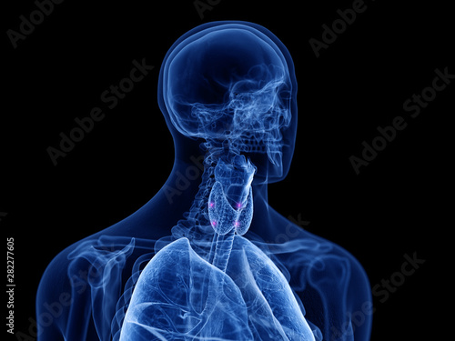 3d rendered medically accurate illustration of the para thyroid glands