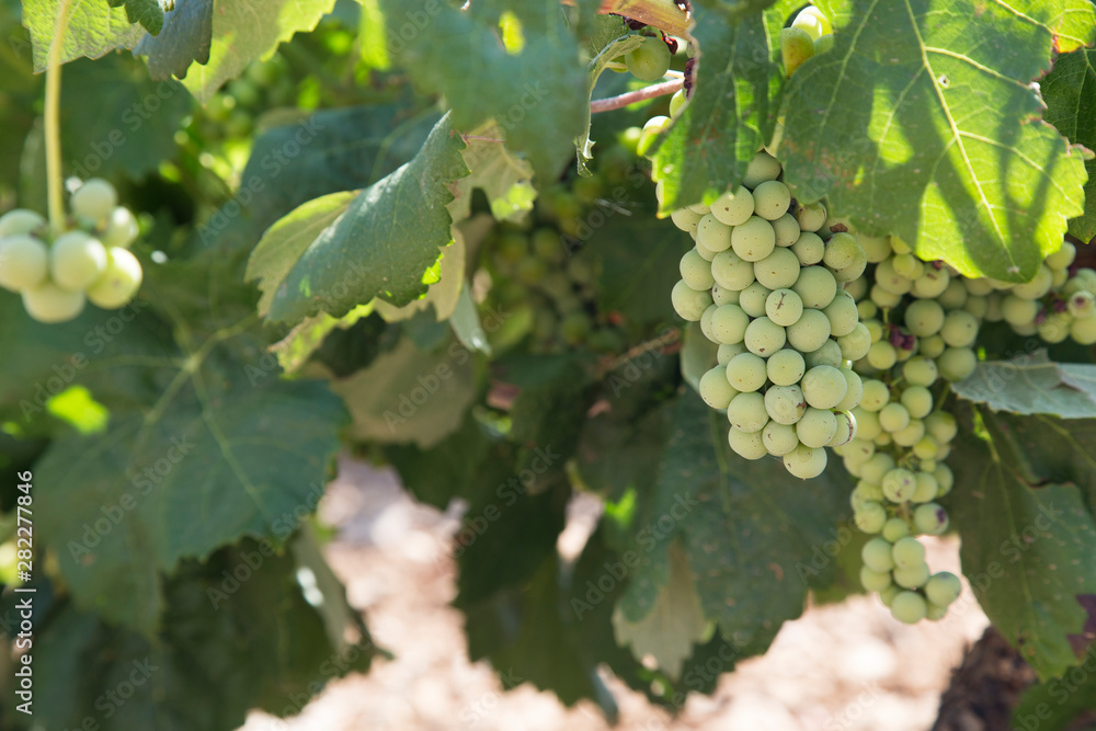 custom made wallpaper toronto digitalDetails of the first green grapes for wine.