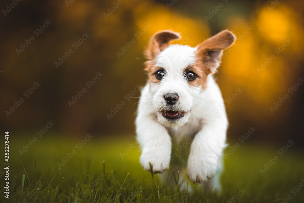 Jack russel terrier puppy running on green grass Jack russel terrier puppy running on green grass