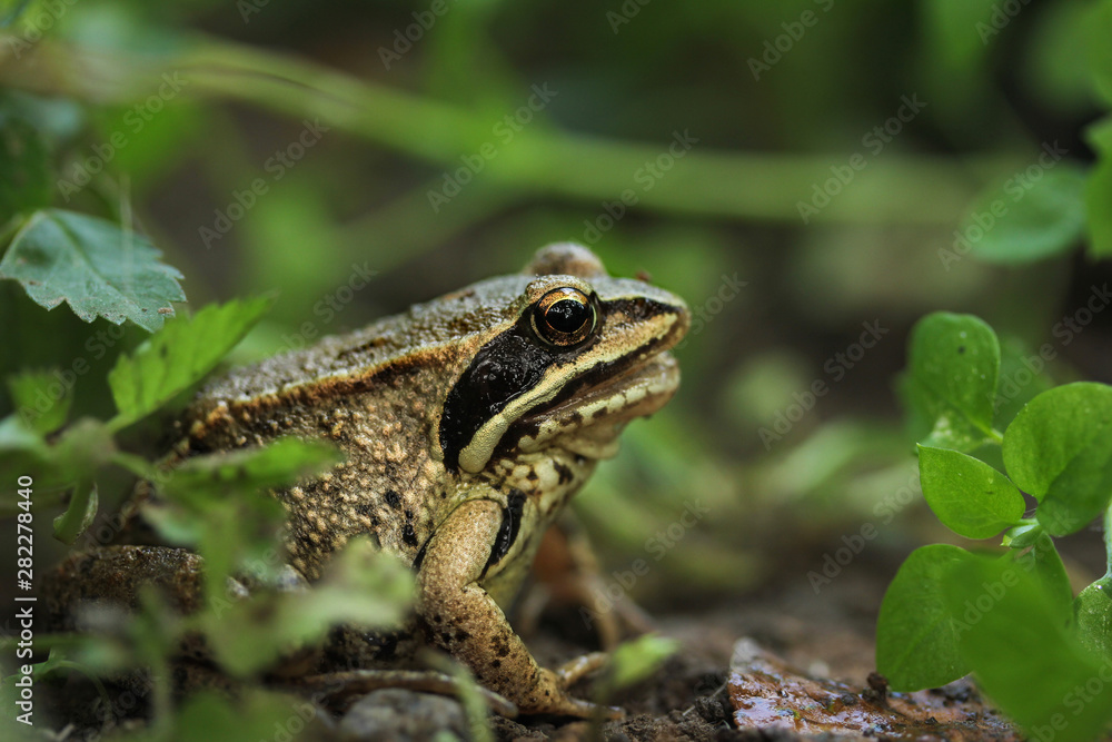 A golden frog sits on the ground in a traf