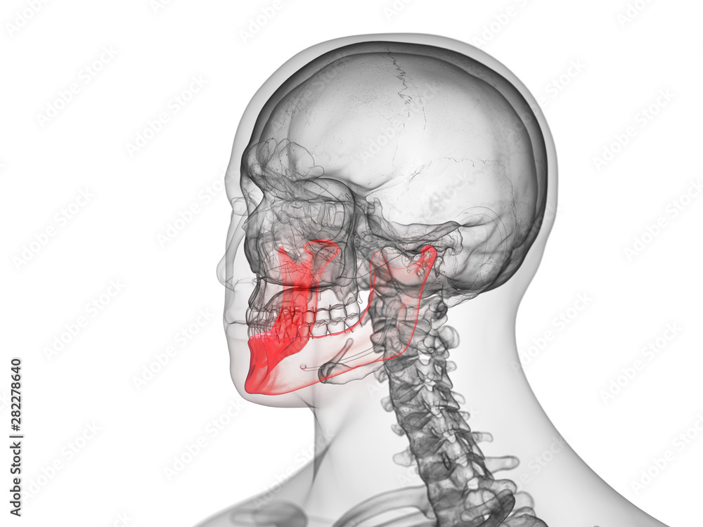 3d rendered medically accurate illustration of the jaw bone 3d rendered medically accurate illustration of the jaw bone
