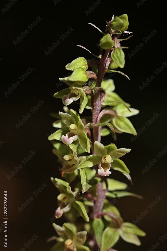 Makroaufnahme einer Violetten Stendelwurz (Epipactis purpurata) Makroaufnahme einer Violetten Stendelwurz (Epipactis purpurata)