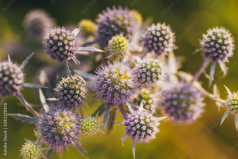 Obraz premium Prickly plant. Bush thorns. Thistle, milk thistle on a blurry background