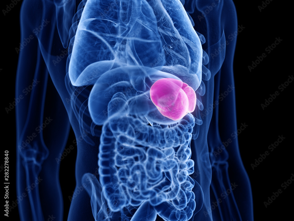 3d rendered medically accurate illustration of the spleen 3d rendered medically accurate illustration of the spleen