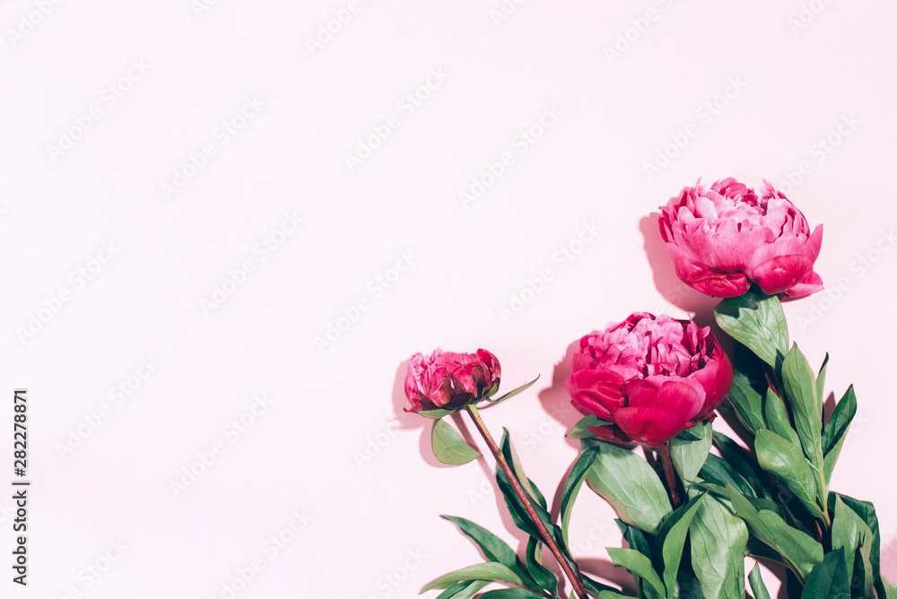 Fototapeta premium Floral frame. Pink peonies with hard shadow on pastel background, copy space. Trendy pattern, summer concept. Top view.