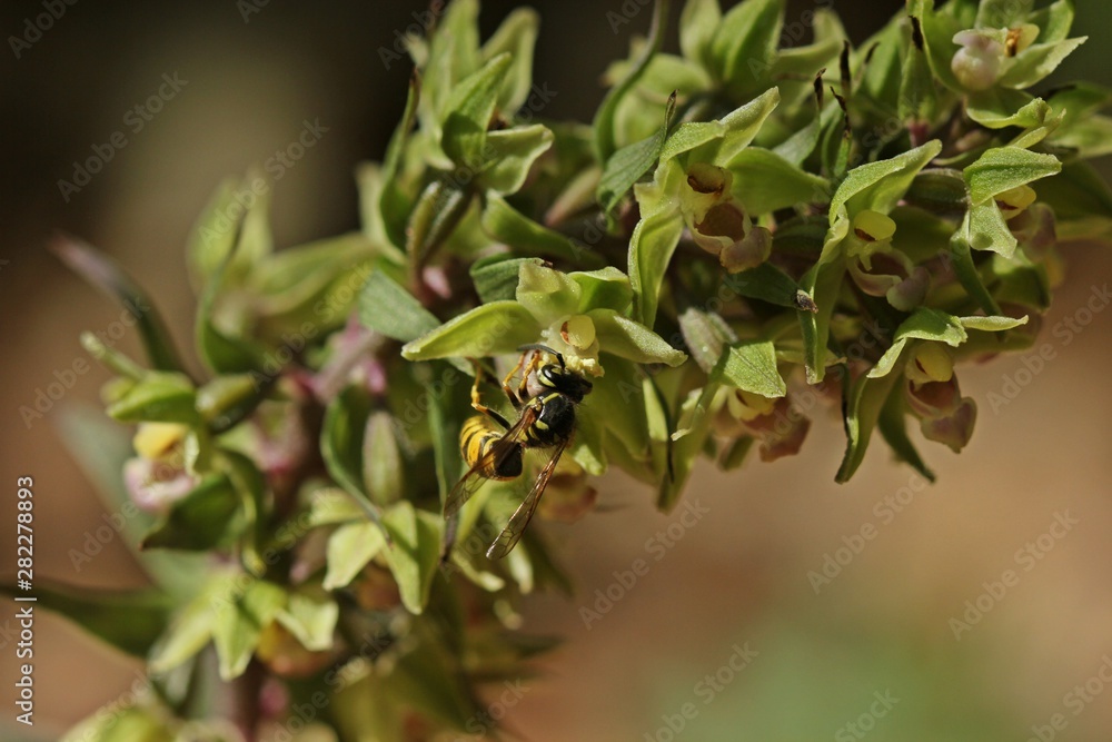 Bestäubende Wespe an Violetter Stendelwurz (Epipactis purpurata) Bestäubende Wespe an Violetter Stendelwurz (Epipactis purpurata)