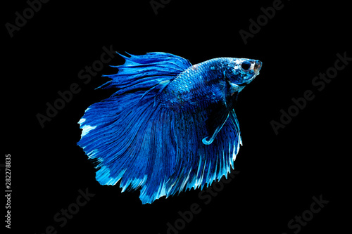 Blue betta fish, Siamese fighting fish was isolated on black background. Fish also action of turn head in different direction during swim