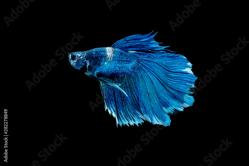 Blue betta fish, Siamese fighting fish was isolated on black background. Fish also action of turn head in different direction during swim © narong