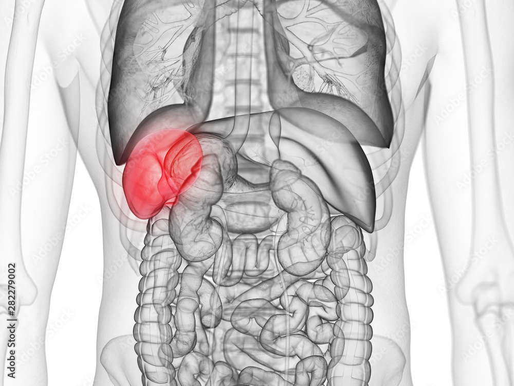 3d rendered medically accurate illustration of the spleen 3d rendered medically accurate illustration of the spleen
