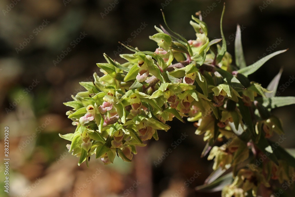 Violette Stendelwurz (Epipactis purpurata) Violette Stendelwurz (Epipactis purpurata)