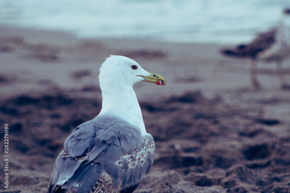 Photo of the details of a seagull on the beach sand and in the background you can see another seagull Photo of the details of a seagull on the beach sand and in the background you can see another seagull