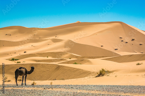 Sand dunes Erg Chebbi with camels near Merzouga in Morocco © marketanovakova