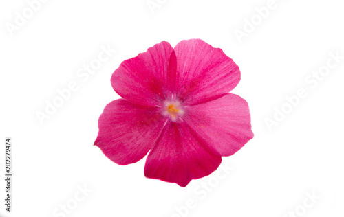 phlox flower isolated