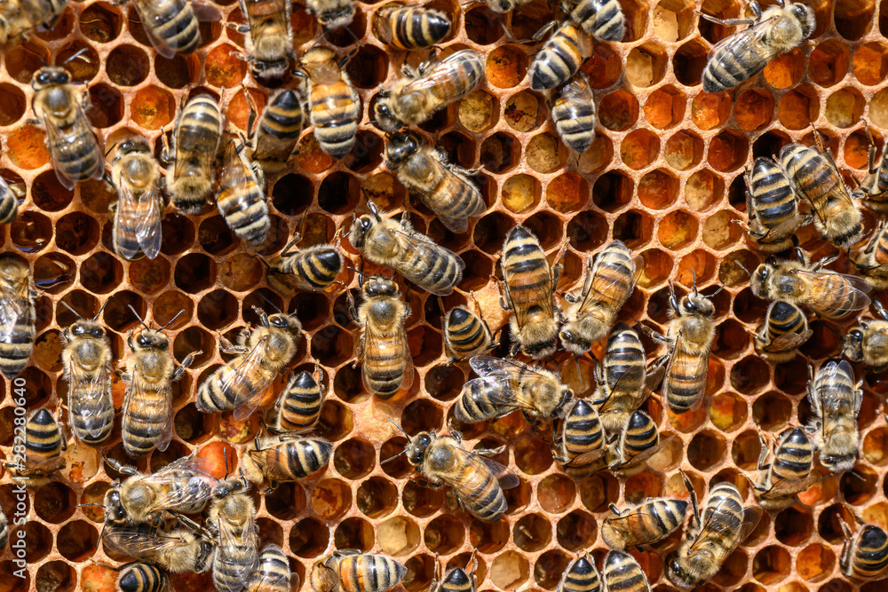 closeup of bees on honeycomb in apiary Honey bee selective focus closeup of bees on honeycomb in apiary Honey bee selective focus