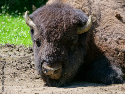 American bison (Bison bison) bull in tall grass short-grass prairie, Tyrol alps, Austria