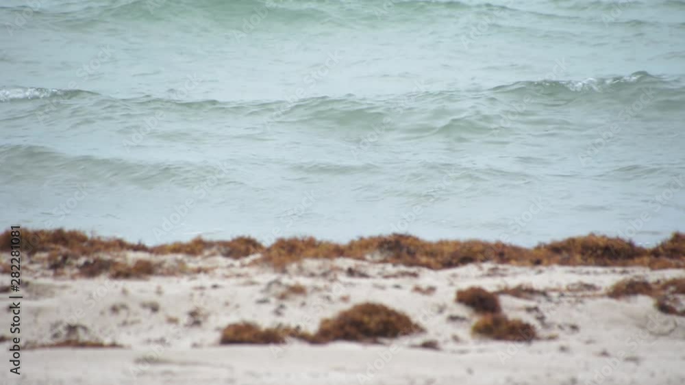 Rough windy Atlantic ocean wash up dead grass, Florida shore Rough windy Atlantic ocean wash up dead grass, Florida shore