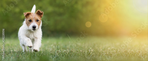 Active happy pet dog puppy running in the grass in summer, web banner with copy space