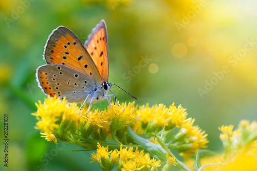 Orange sunny butterfly sitting on yellow flowers in summer