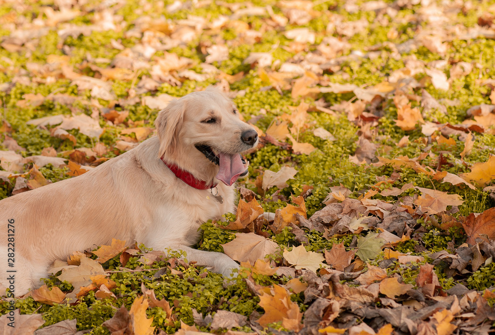 Golden retriever pet outdoors in autumn time