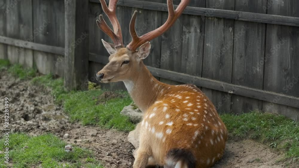 Spotted Deer in Nature. Deer lies on ground. Spotted Deer in Nature. Deer lies on ground.