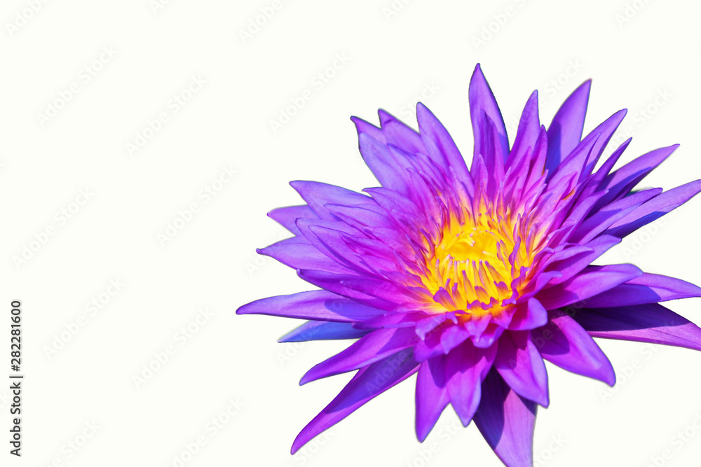 Purple lotus isolated