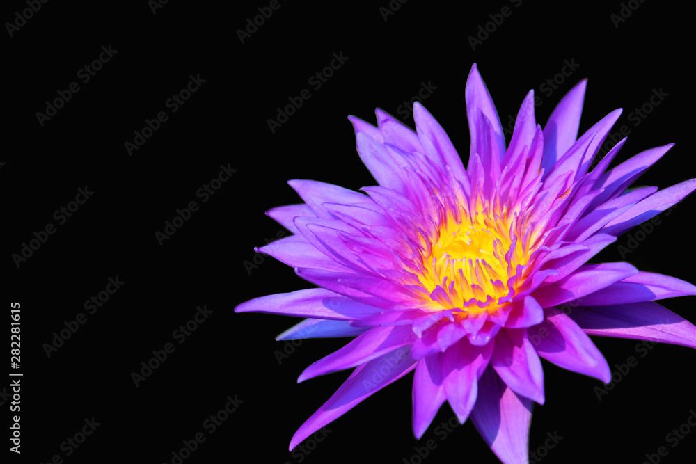 Purple lotus isolated Purple lotus isolated