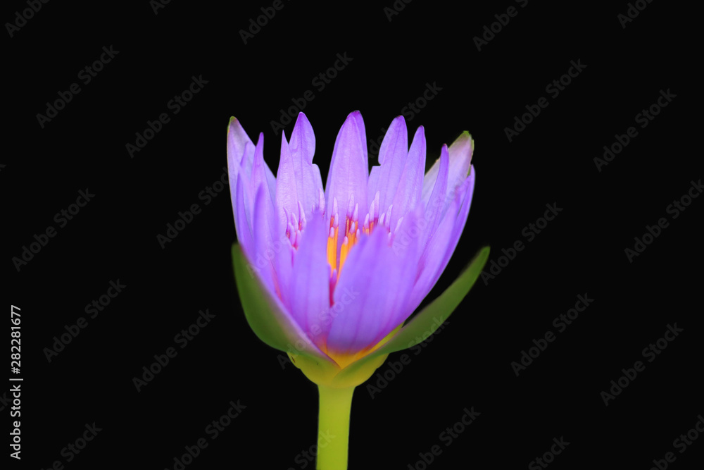 Fototapeta premium Purple lotus isolated