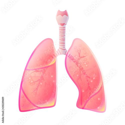 Vector isolated illustration of lung 